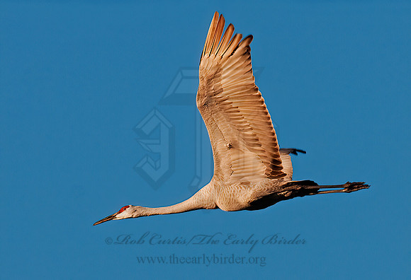 Grus canadensis  SANDHILL CRANE 3005705z