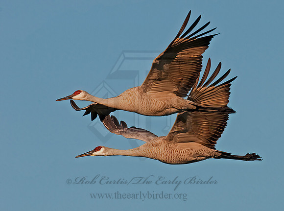 Grus canadensis  SANDHILL CRANE 3005714z
