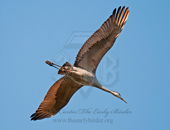 Grus canadensis  SANDHILL CRANE 3005711z