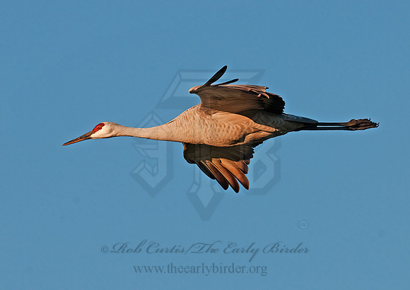 Grus canadensis  SANDHILL CRANE 3005716z