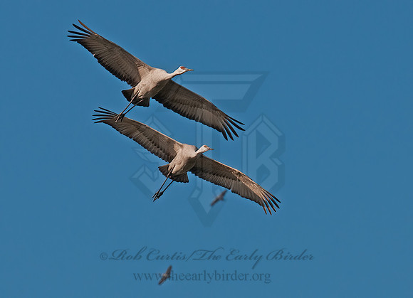 Grus canadensis  SANDHILL CRANE 3005754z