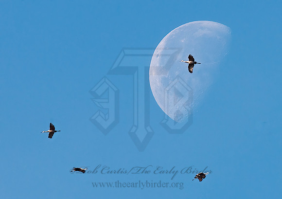 Grus canadensis  SANDHILL CRANE 3005757z