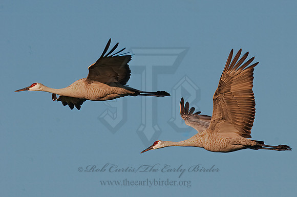 Grus canadensis  SANDHILL CRANE 3005715z