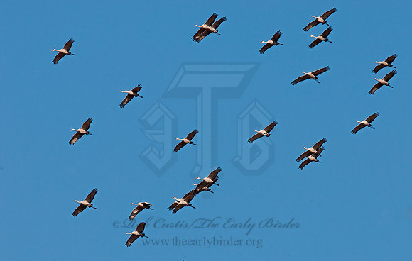 Grus canadensis  SANDHILL CRANE 3005746z
