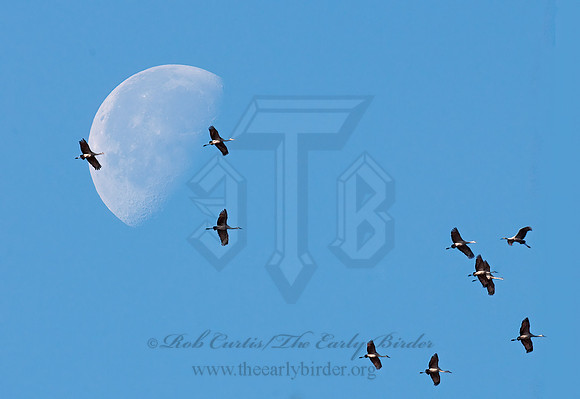 Grus canadensis  SANDHILL CRANE 3005760z