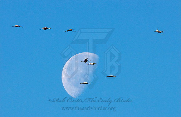Grus canadensis  SANDHILL CRANE 3005768z
