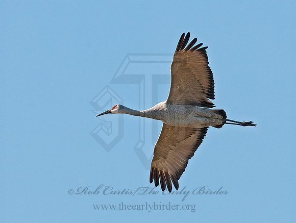 Grus canadensis  SANDHILL CRANE 3005811z