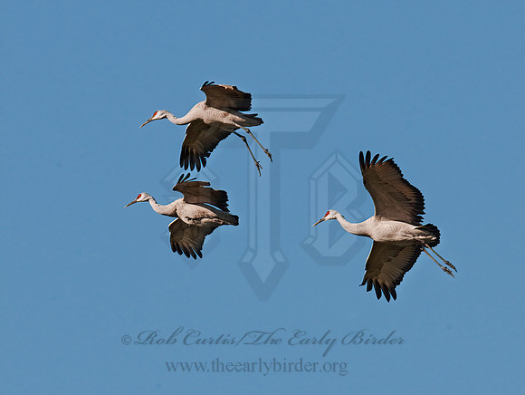 Grus canadensis  SANDHILL CRANE 3005795z