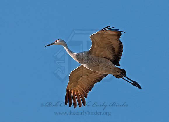 Grus canadensis  SANDHILL CRANE 3005813z