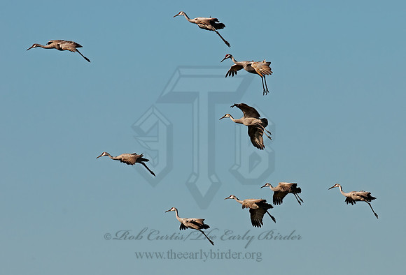 Grus canadensis  SANDHILL CRANE 3005844z