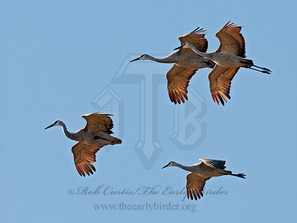 Grus canadensis  SANDHILL CRANE 3005871z