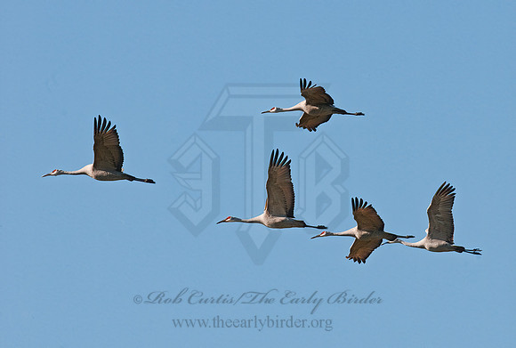 Grus canadensis  SANDHILL CRANE 3005879z
