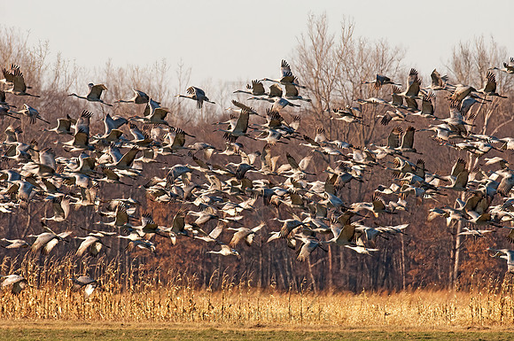 Grus canadensis  SANDHILL CRANE 3005889z