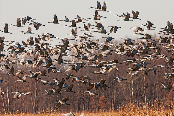 Grus canadensis  SANDHILL CRANE 3005891z