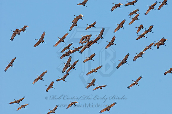 Grus canadensis  SANDHILL CRANE 3005902z