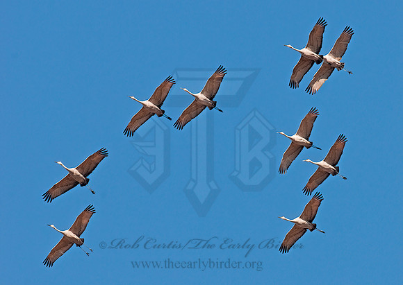 Grus canadensis  SANDHILL CRANE 3005909z