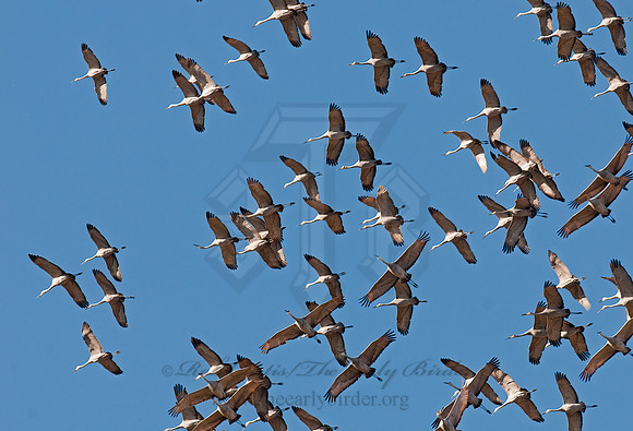 Grus canadensis  SANDHILL CRANE 3005904z