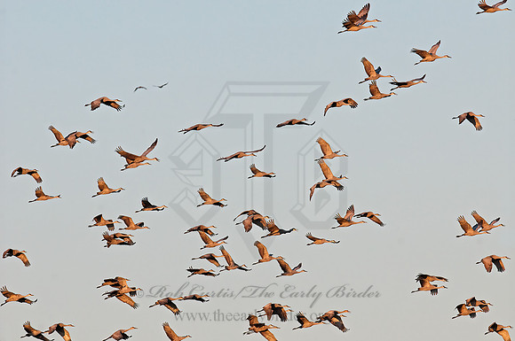 Grus canadensis  SANDHILL CRANE 3005668z