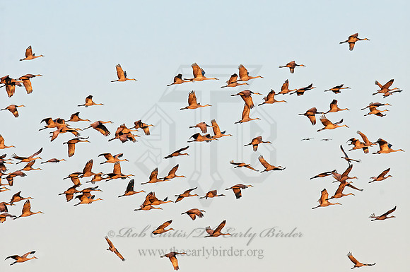 Grus canadensis  SANDHILL CRANE 3005670z