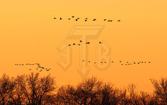 Grus canadensis  SANDHILL CRANE 3005920z