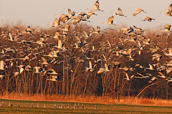 Grus canadensis  SANDHILL CRANE 3005688z