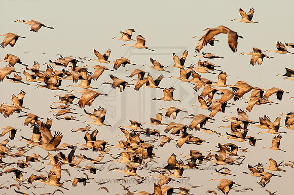 Grus canadensis  SANDHILL CRANE 3005694z