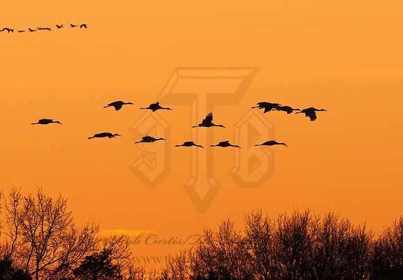 Grus canadensis  SANDHILL CRANE 3005921z