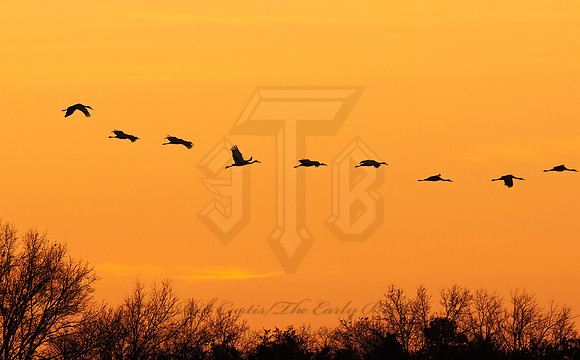 Grus canadensis  SANDHILL CRANE 3005922z