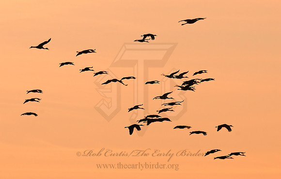 Grus canadensis  SANDHILL CRANE 3005924z