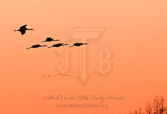 Grus canadensis  SANDHILL CRANE 3005926z