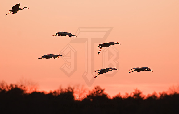 Grus canadensis  SANDHILL CRANE 3005929z