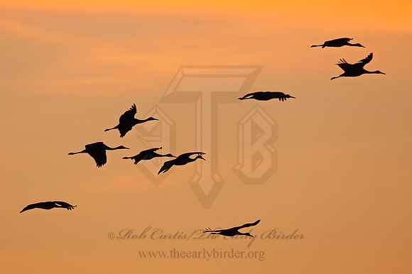 Grus canadensis  SANDHILL CRANE 3005931z