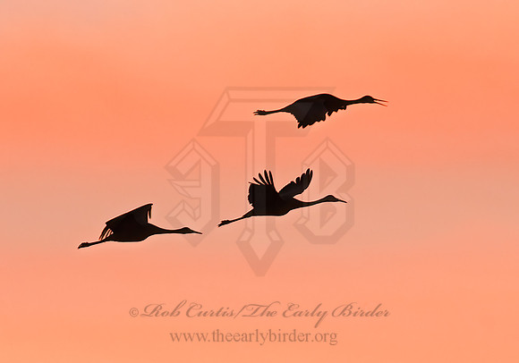 Grus canadensis  SANDHILL CRANE 3005935z