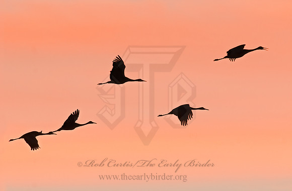 Grus canadensis  SANDHILL CRANE 3005933z