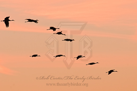 Grus canadensis  SANDHILL CRANE 3005936z