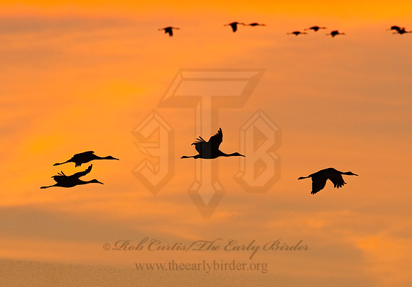 Grus canadensis  SANDHILL CRANE 3005947z