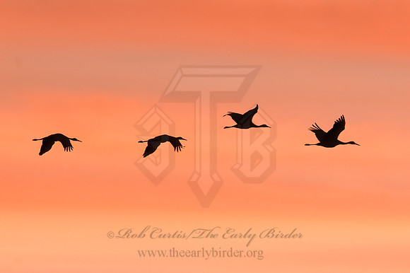 Grus canadensis  SANDHILL CRANE 3005939z