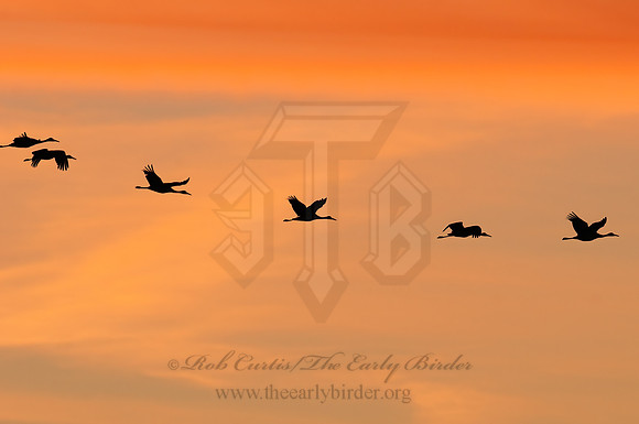 Grus canadensis  SANDHILL CRANE 3005945z