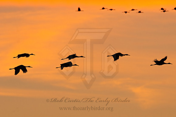 Grus canadensis  SANDHILL CRANE 3005948z