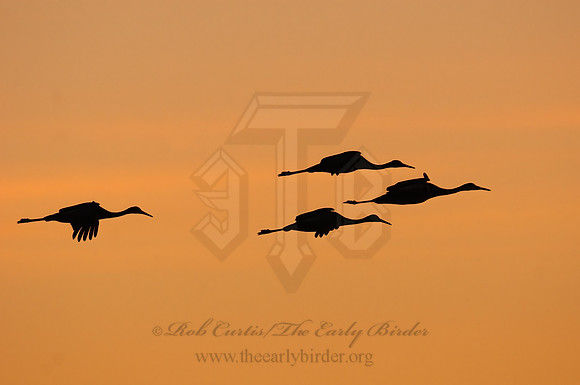Grus canadensis  SANDHILL CRANE 3005952z