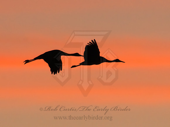 Grus canadensis  SANDHILL CRANE 3005953z