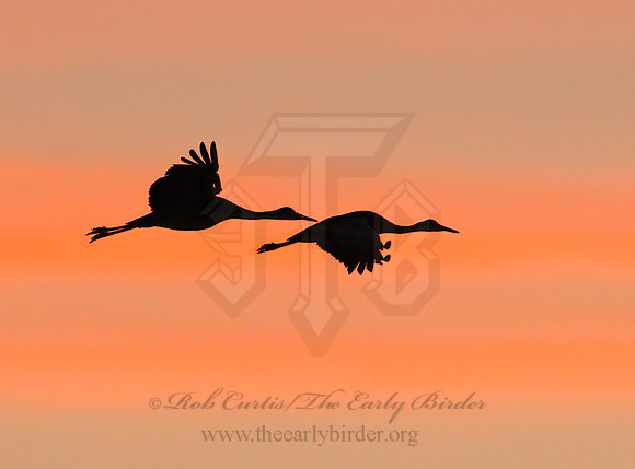Grus canadensis  SANDHILL CRANE 3005954z