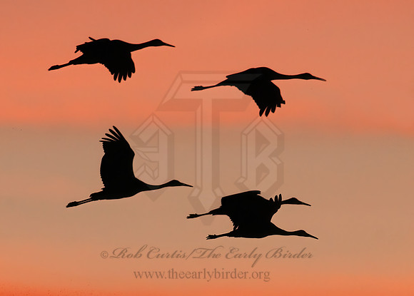 Grus canadensis  SANDHILL CRANE 3005955z