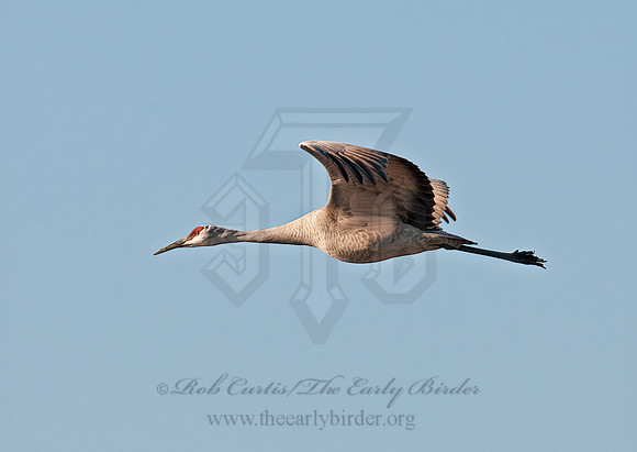 Grus canadensis  SANDHILL CRANE 3005969z