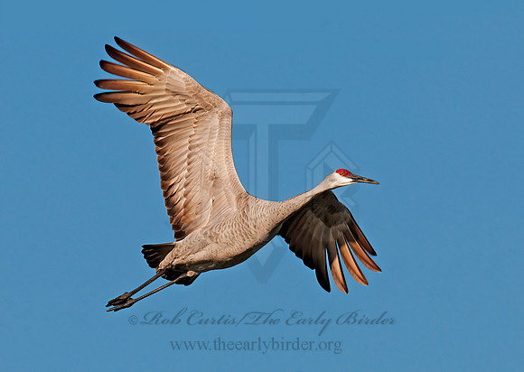 Grus canadensis  SANDHILL CRANE 3005978z