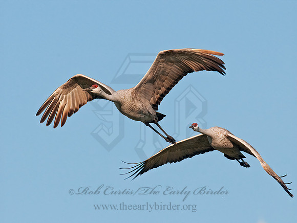 Grus canadensis  SANDHILL CRANE 3005982z