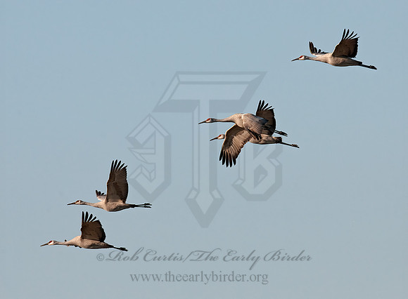 Grus canadensis  SANDHILL CRANE 3005973z