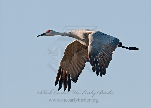 Grus canadensis  SANDHILL CRANE 3005984z