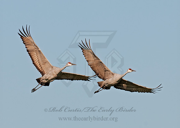 Grus canadensis  SANDHILL CRANE 3005999z