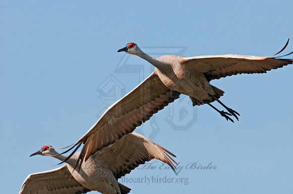Grus canadensis  SANDHILL CRANE 3005987z